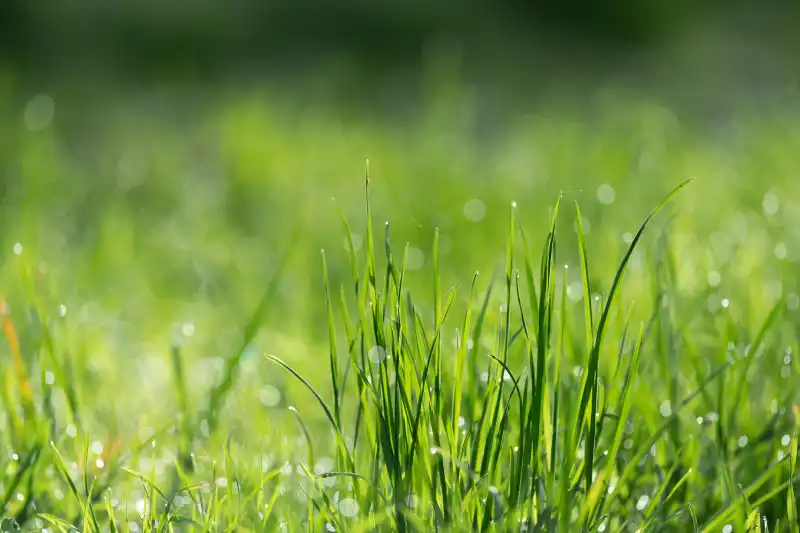 Can you mow wet grass in Menifee, CA 