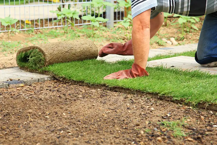 How to lay sod over existing lawn in Menifee, CA 